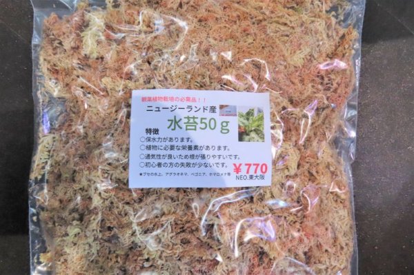 画像1: ニュージーランド産 水苔100ｇ　Bkended (1)