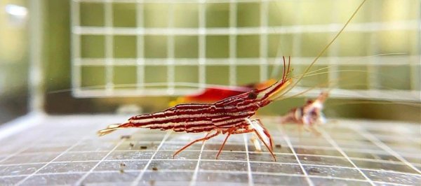 画像1: 【何匹でも予約可】レッドライン　1匹　オスメス指定可 (1)