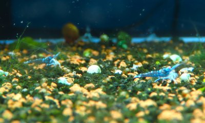 画像2: 【2セット限定】ハイグレード　ホワイトグローブ・オレンジアイゴースト　ペア＋１匹　3匹セット　