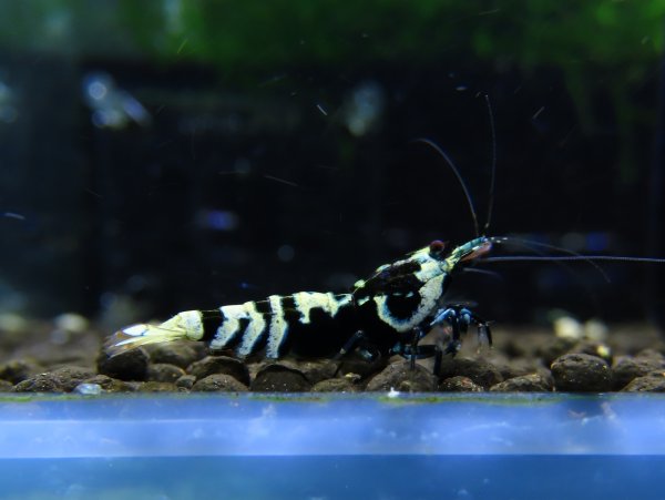 画像1: 初心者グレード　REGULUS　オス (1)