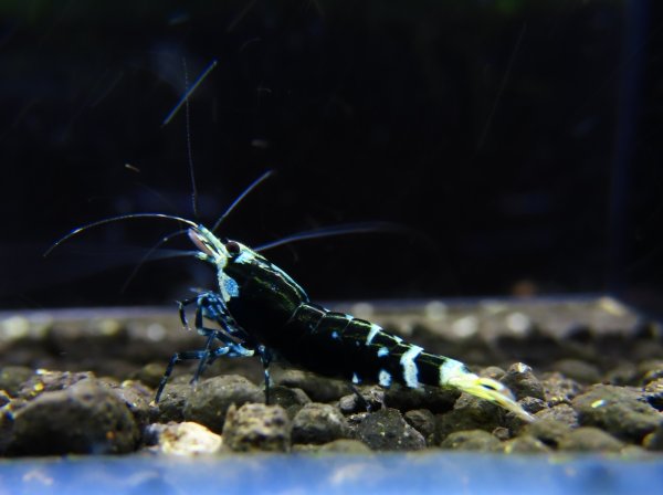 画像1: 初心者グレード　REGULUS　オス (1)