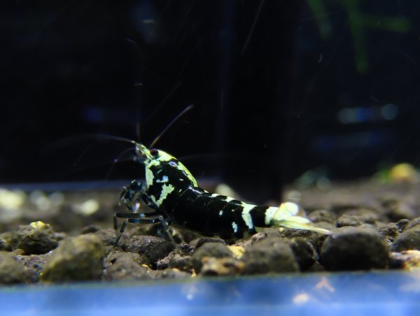 画像1: 初心者グレード　REGULUS　メス (1)