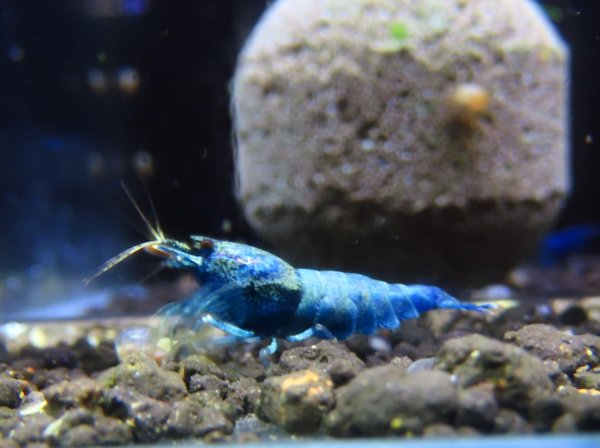 画像1: 【激青】ハイグレード　サファイヤターコイズ　メス (1)