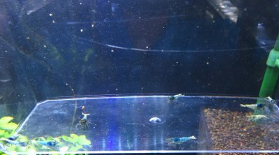 画像2: ターコイズ　プラケースの中の9匹