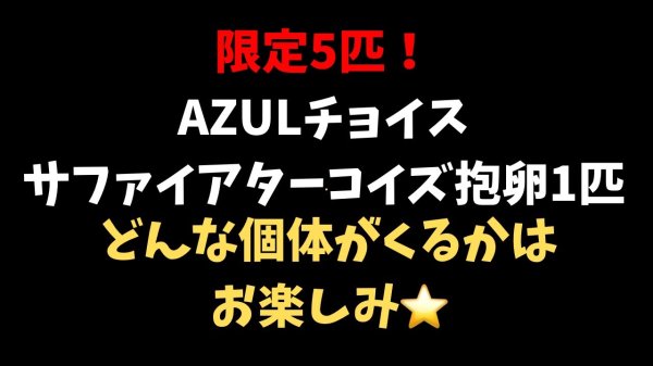 画像1: サファイヤターコイズ　抱卵メス (1)