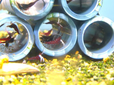 画像2: 【限定贅沢１セット】ホワイトグローブ　30匹　オス10メス20