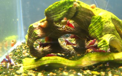 画像1: ホワイトグローブ　5匹