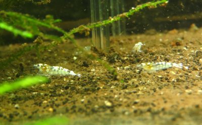 画像1: 【限定10匹】新種　種親スペクタータイガーからの稚エビ　サイズ1cm程度　1匹