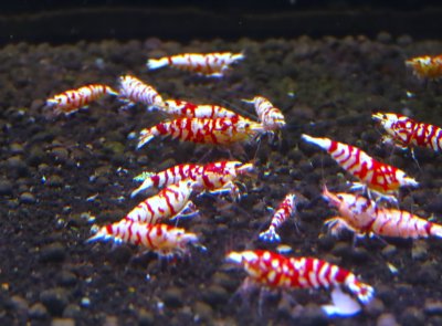 画像1: レッドタイガービー　ミドルグレード　１匹