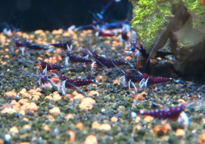 画像1: 【特別限定4】特殊系ホワイトグローブ4匹(抱卵２匹)＋特殊系から産まれたORION1匹　　5匹セット