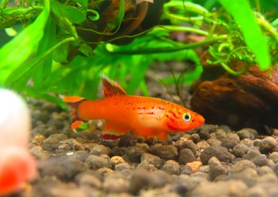 画像1: 【委託販売】限定2ペア　アフィオセミオン・オーストラレ　ゴールド　ペア　テトナノ様ブリード