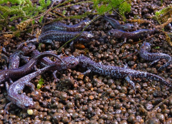 画像1: 【人工飼料餌付け済み】トウホクサンショウウオ　1匹　生後９ヶ月 (1)