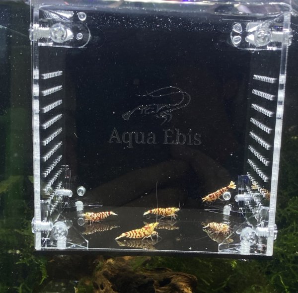 画像1: 【新発売】　撮影・隔離兼用　黒・透明２WAYアクリルボックス　1個　ネコポス可　※発送9日着から (1)