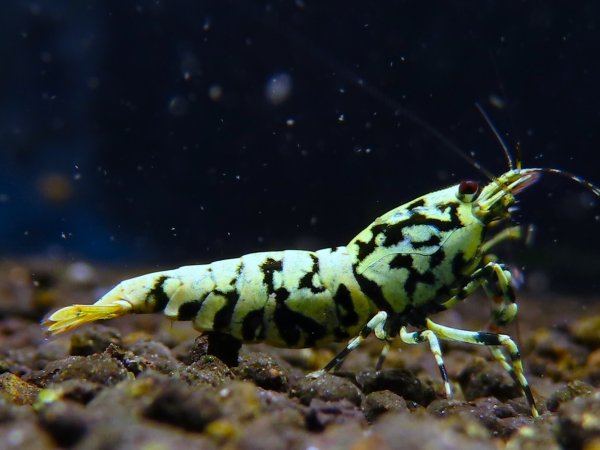 画像1: 【AZULお気に入り】ブルー系ブラックギャラクシー　メス (1)