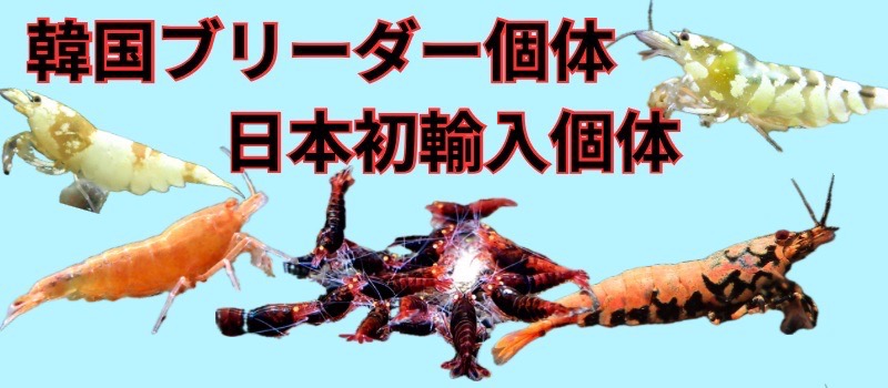 日本初、韓国ブリーダー個体
