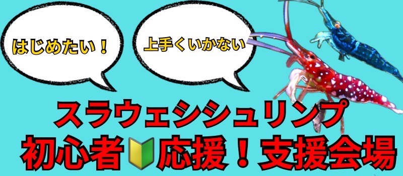 スラウェシシュリンプ水槽立ち上げ