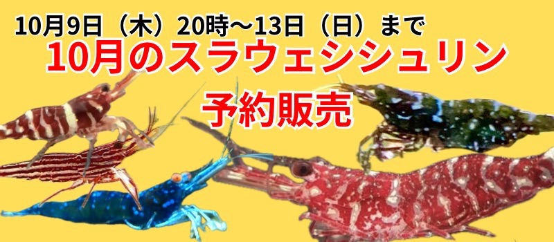 10月スラウェシシュリンプ予約販売